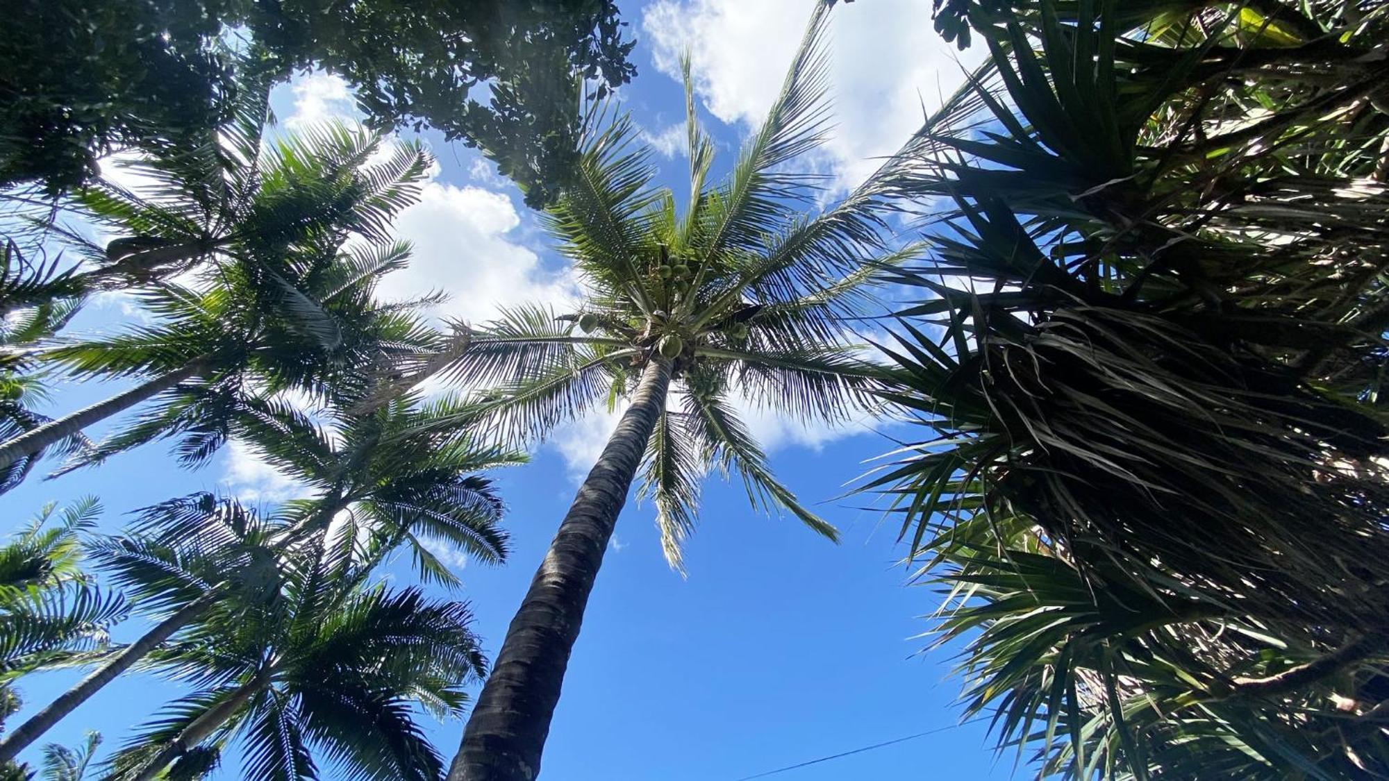 Coliver - Coliving A La Reunion Saint Pierre Esterno foto